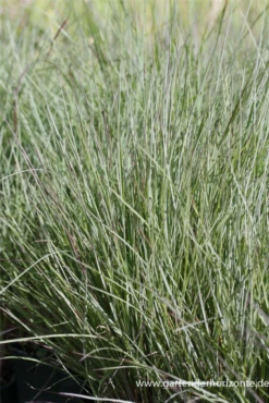 Blaugraues Garten-Präriegras „Prairie Blues“ -Blatt Tanz Verkäufe P2000216 3 800x800