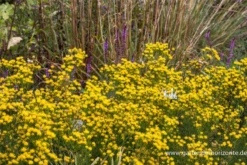 Goldhaar-Aster -Blatt Tanz Verkäufe P2000497 3 800x800