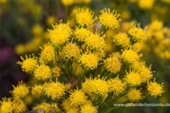 Goldhaar-Aster -Blatt Tanz Verkäufe P2000497 4 800x800