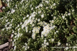 Garten-Teppich-Aster „Snow Flurry“