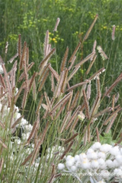 Schlankes Moskitogras