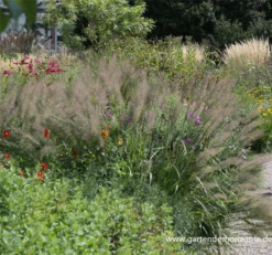 Diamant-Reitgras -Blatt Tanz Verkäufe P2000756 3 800x800