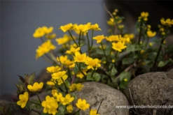 Sumpf-Dotterblume -Blatt Tanz Verkäufe P2000770 1 800x800