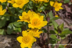 Sumpf-Dotterblume -Blatt Tanz Verkäufe P2000770 4 800x800