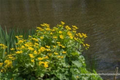 Sumpf-Dotterblume -Blatt Tanz Verkäufe P2000770 5 800x800