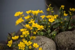 Sumpf-Dotterblume -Blatt Tanz Verkäufe P2000770 8 800x800