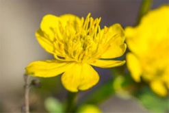 Sumpf-Dotterblume -Blatt Tanz Verkäufe P2000770 9 800x800