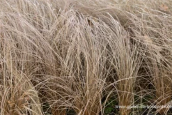 Braune Segge „Bronze“ -Blatt Tanz Verkäufe P2000852 1 800x800