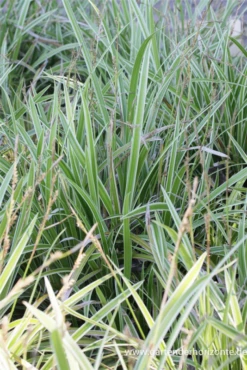 Weißrandrige Teppich-Segge „Icedance“