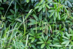 Blatt Tanz Verkäufe -Blatt Tanz Verkäufe P2000872 2 800x800