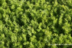 Teppich-Kamille „Treneague“