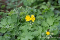 Schöllkraut 5 Schöllkraut – Bild 5