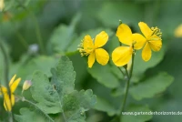 Schöllkraut 6 Schöllkraut – Bild 6