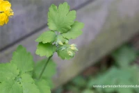 Schöllkraut 7 Schöllkraut – Bild 7