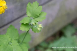 Schöllkraut 10 Schöllkraut -Blatt Tanz Verkäufe P2000918 3 800x800