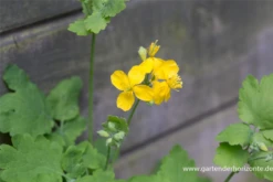 Schöllkraut 11 Schöllkraut -Blatt Tanz Verkäufe P2000918 4 800x800