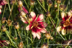 Quirlblättriges Mädchenauge „Route 66“ -R-