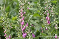 Garten-Fingerhut „Gloxiniaeflora“ 4 Garten-Fingerhut „Gloxiniaeflora“ – Bild 4