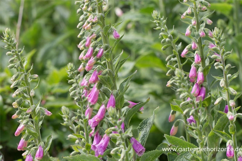 Garten-Fingerhut „Gloxiniaeflora“ 1 Garten-Fingerhut „Gloxiniaeflora“