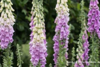 Garten-Fingerhut „Gloxiniaeflora“ 5 Garten-Fingerhut „Gloxiniaeflora“ – Bild 5