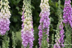 Blatt Tanz Verkäufe -Blatt Tanz Verkäufe P2001341 2 800x800