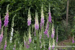 Garten-Fingerhut „Gloxiniaeflora“ 8 Garten-Fingerhut „Gloxiniaeflora“ -Blatt Tanz Verkäufe P2001341 3 800x800