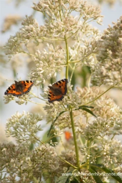 Großer Wasserdost „Album“ -Blatt Tanz Verkäufe P2001537 3 800x800