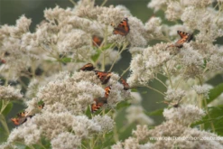 Großer Wasserdost „Album“ -Blatt Tanz Verkäufe P2001537 4 800x800