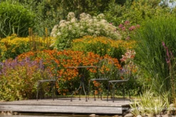 Großer Wasserdost „Album“ -Blatt Tanz Verkäufe P2001537 5 800x800