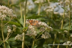 Großer Wasserdost „Album“ -Blatt Tanz Verkäufe P2001537 6 800x800