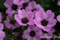 Aschgrauer Storchschnabel „Ballerina“ 6 Aschgrauer Storchschnabel „Ballerina“ – Bild 6