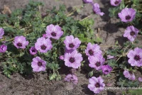 Aschgrauer Storchschnabel „Ballerina“ 7 Aschgrauer Storchschnabel „Ballerina“ – Bild 7