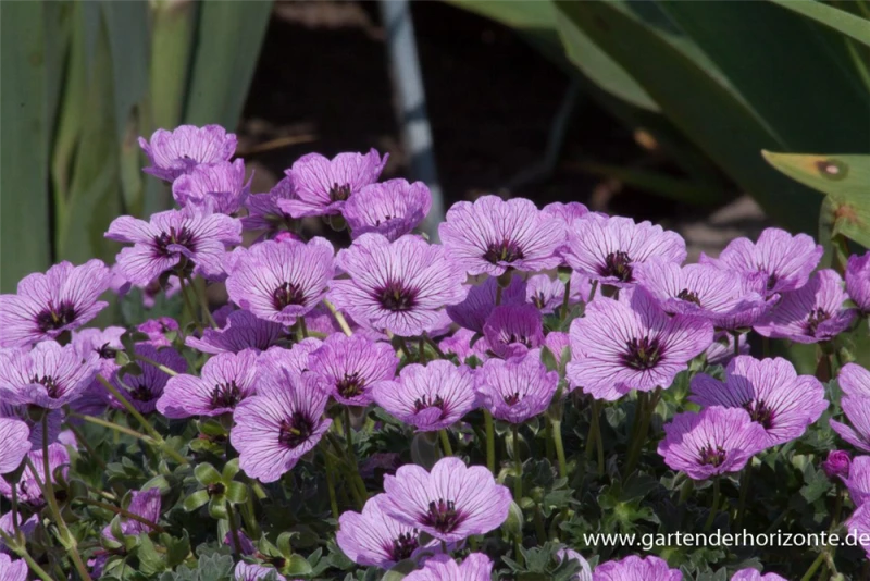 Aschgrauer Storchschnabel „Ballerina“ 3 Aschgrauer Storchschnabel „Ballerina“ – Bild 3