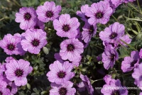 Aschgrauer Storchschnabel „Ballerina“ 9 Aschgrauer Storchschnabel „Ballerina“ – Bild 9