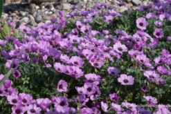 Aschgrauer Storchschnabel „Ballerina“ 14 Aschgrauer Storchschnabel „Ballerina“ -Blatt Tanz Verkäufe P2001696 5 800x800