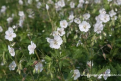 Brauner Storchschnabel „Album“