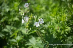 Brauner Storchschnabel „Album“ -Blatt Tanz Verkäufe P2001743 4 800x800