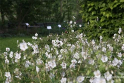 Brauner Storchschnabel „Album“ -Blatt Tanz Verkäufe P2001743 5 800x800