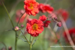 Garten-Nelkenwurz „Rubin“ -Blatt Tanz Verkäufe P2001818 3 800x800