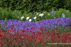 Garten-Nelkenwurz „Rubin“ -Blatt Tanz Verkäufe P2001818 4 800x800