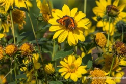 Garten-Stauden-Sonnenblume „Meteor“ -Blatt Tanz Verkäufe P2001948 4 800x800