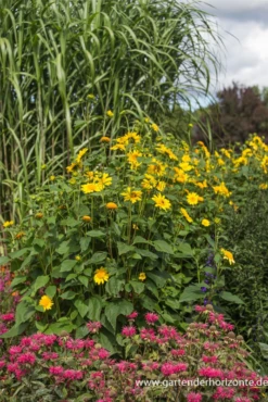 Garten-Stauden-Sonnenblume „Meteor“ -Blatt Tanz Verkäufe P2001948 5 800x800