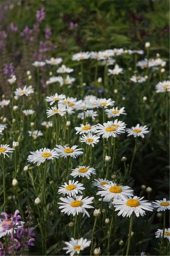 Garten-Margerite „Alaska“