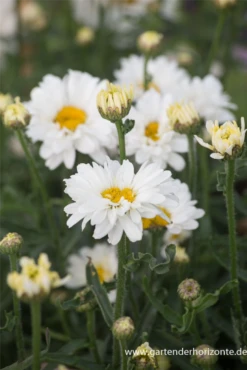 Großblumige Garten-Margerite „Paladin“®