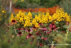 Hesses Garten-Goldkolben „Laternchen“®