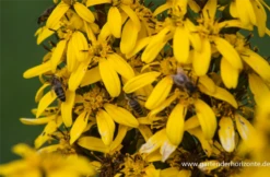 Blatt Tanz Verkäufe -Blatt Tanz Verkäufe P2002855 2 800x800