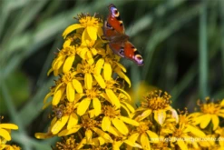 Hesses Garten-Goldkolben „Laternchen“® -Blatt Tanz Verkäufe P2002855 4 800x800