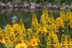 Hesses Garten-Goldkolben „Laternchen“® -Blatt Tanz Verkäufe P2002855 5 800x800