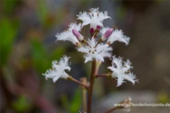 Fieberklee -Blatt Tanz Verkäufe P2003054 3 800x800