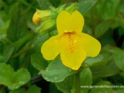 Gelbblühende Gauklerblume